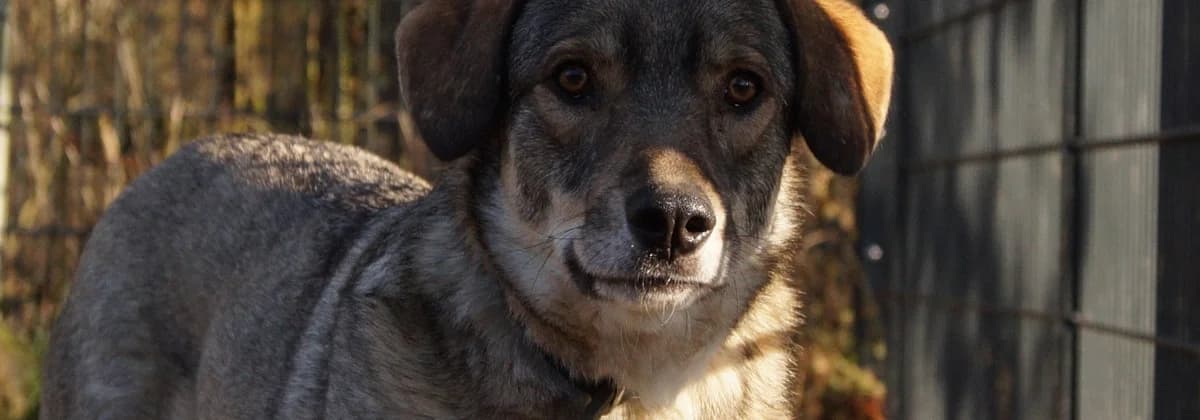 BENY *Extern*, grau male 3yo Mixed Breed for adoption at Tierheim Peine, Peine