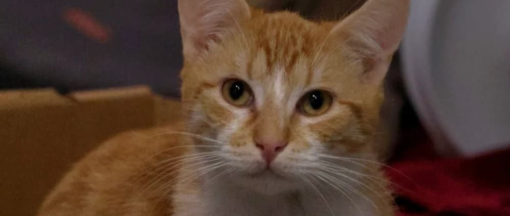 Brokkoli *Vermittelt*, rot male young Mixed Breed for adoption at Tierheim Peine, Peine