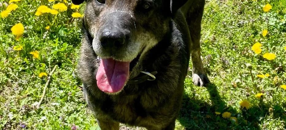 CASPAR, schwarz male 6yo Mixed Breed for adoption at Tierheim Peine, Peine