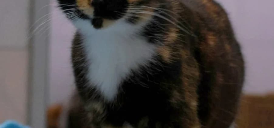 Chili *Vermittelt*, female young Mixed Breed for adoption at Tierheim Peine, Peine