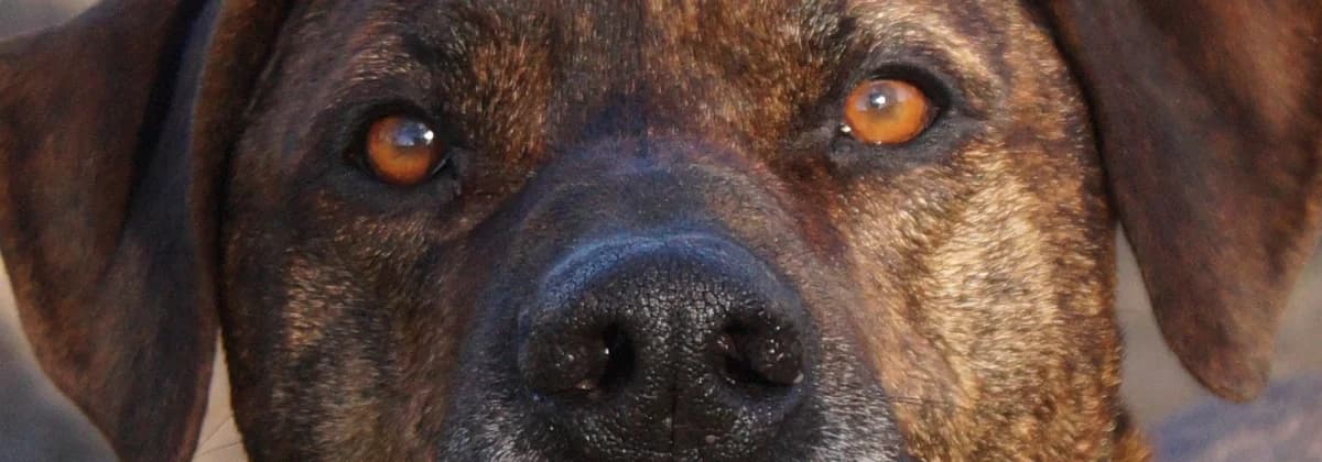 DEXTER, braun male senior Mixed Breed for adoption at Tierheim Peine, Peine