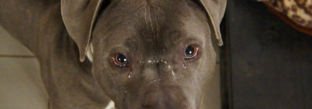 DON, grau male senior Mixed Breed for adoption at Tierheim Peine, Peine