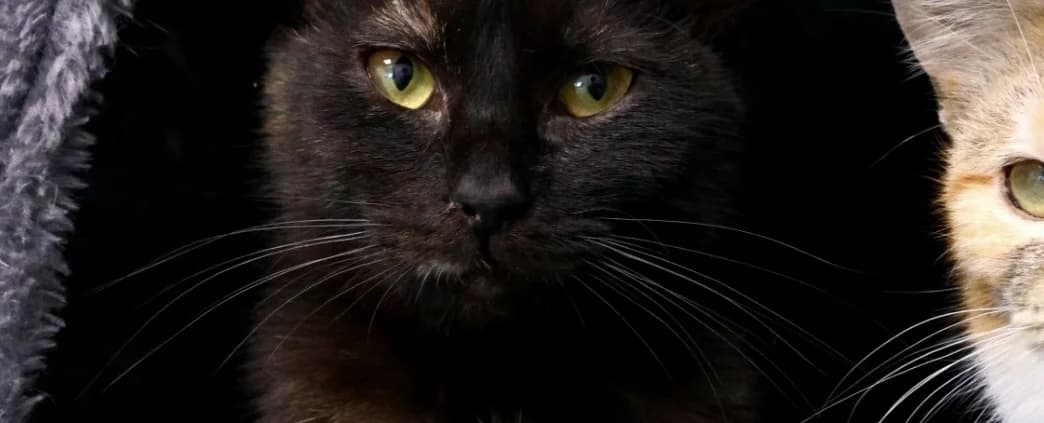 Erbse *Vermittelt*, female young Mixed Breed for adoption at Tierheim Peine, Peine