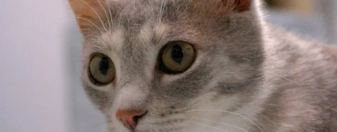 Gurke *Vermittelt*, female young Mixed Breed for adoption at Tierheim Peine, Peine