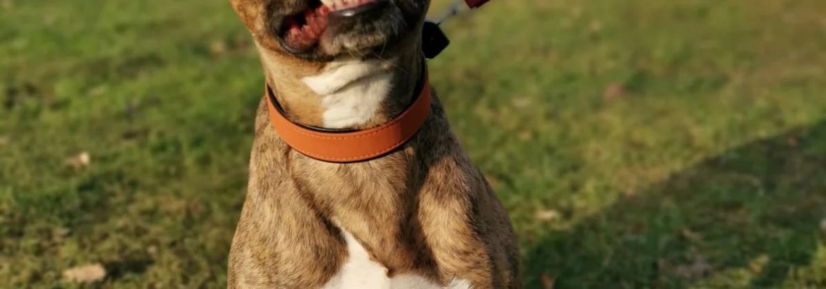 JESSY *Pflegestelle*, braun female senior Mixed Breed for adoption at Tierheim Peine, Peine