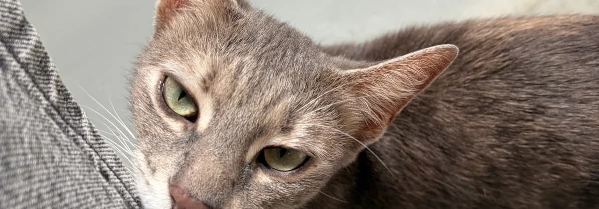 KATNISS, grau female 5yo Mixed Breed for adoption at Tierheim Peine, Peine