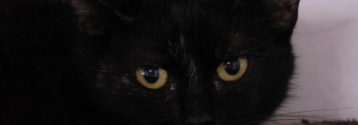 Koriander *Vermittelt*, schwarz female young Mixed Breed for adoption at Tierheim Peine, Peine