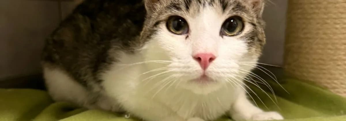 Li Shang *Vermittelt*, getigert male young Mixed Breed for adoption at Tierheim Peine, Peine