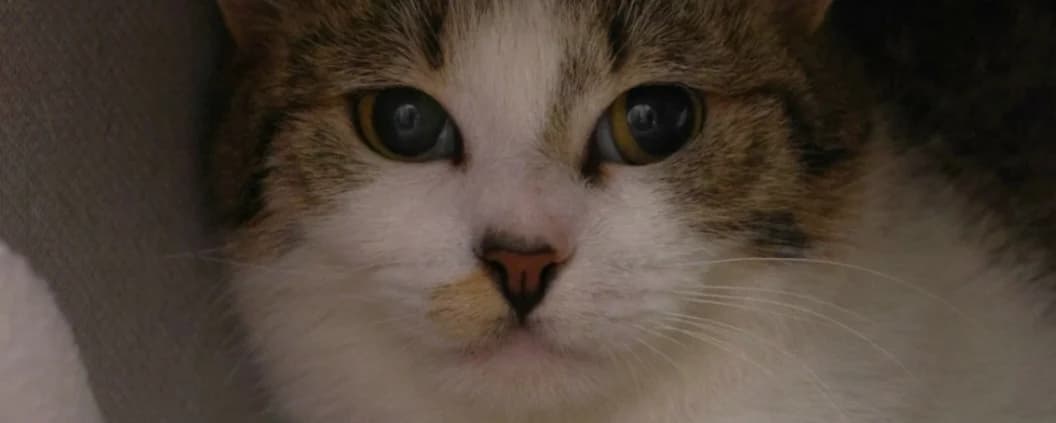 Linse  *Vermittelt*, getigert male young Mixed Breed for adoption at Tierheim Peine, Peine