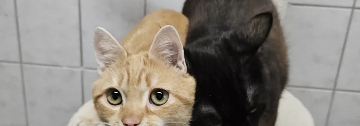 Lo´ak *Vermittelt*, gold male young Mixed Breed for adoption at Tierheim Peine, Peine