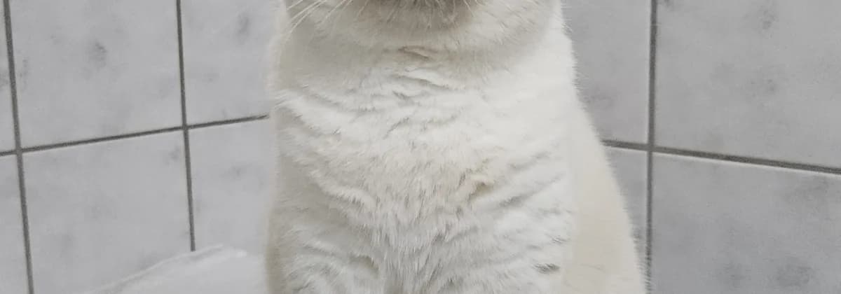 Luna *Vermittelt*, Mixed Breed (Tierheim Peine)