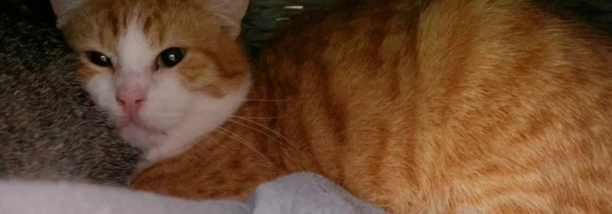 Maniok  *Vermittelt*, rot male 4yo Mixed Breed for adoption at Tierheim Peine, Peine