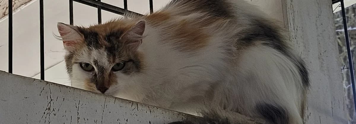 Marie *Vermittelt*, Mixed Breed (Tierheim Peine)