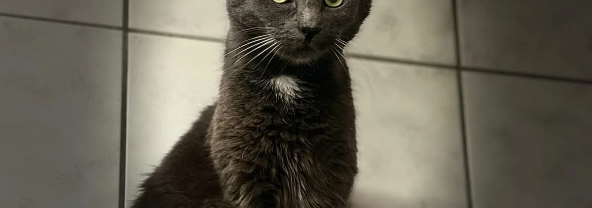 MINI, female 6yo Mixed Breed for adoption at Tierheim Peine, Peine