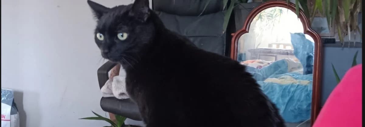 Minka,  senior Mixed Breed for adoption at Tierheim Peine, Peine