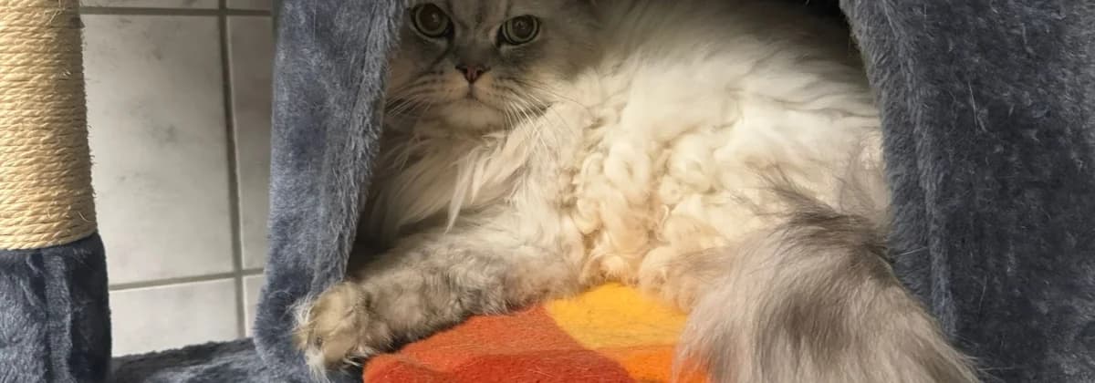 Minno *Vermittelt*, Mixed Breed (Tierheim Peine)