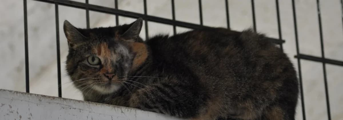MISS HOOK, Mixed Breed (Tierheim Peine)