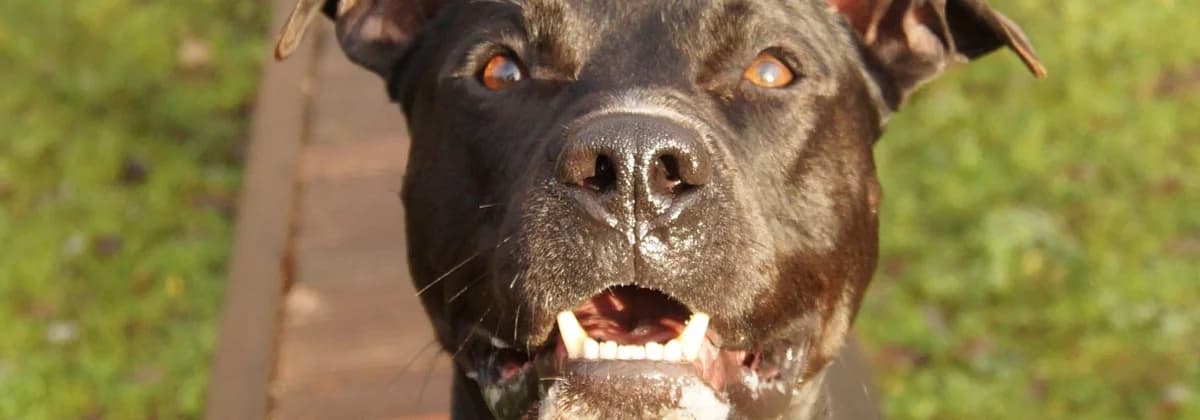 MONTY *Vermittelt*, schwarz male 7yo Mixed Breed for adoption at Tierheim Peine, Peine