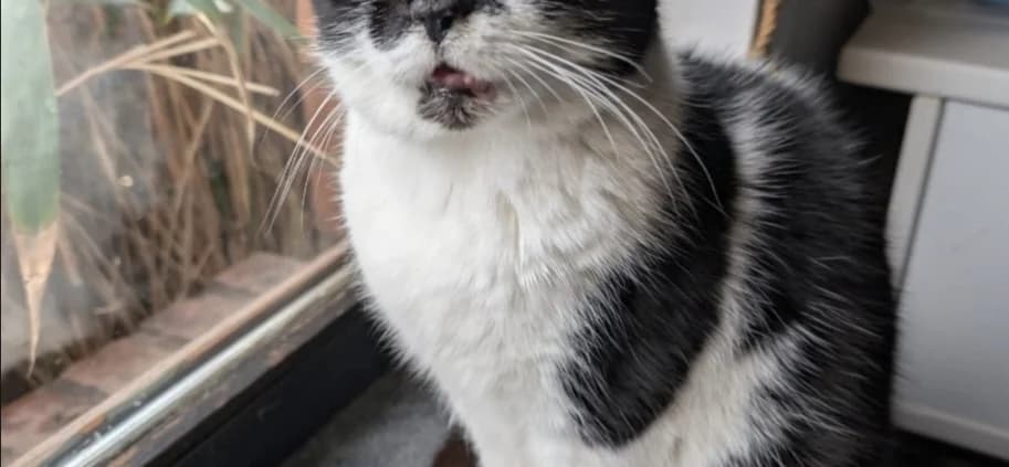 Münzi,  senior Mixed Breed for adoption at Tierheim Peine, Peine