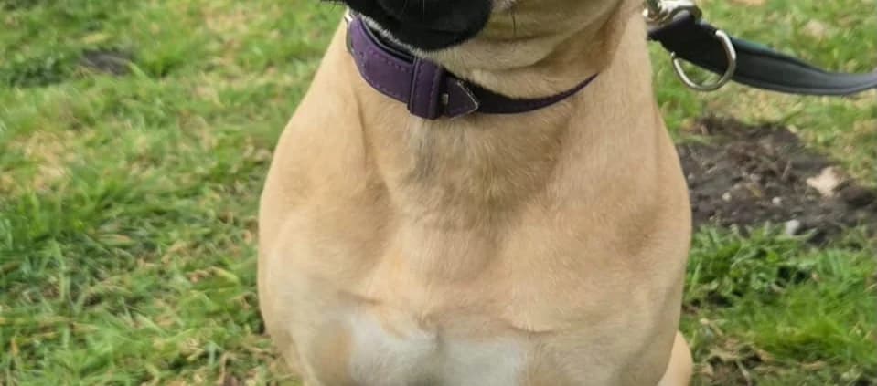 NASH, male young Mixed Breed for adoption at Tierheim Peine, Peine