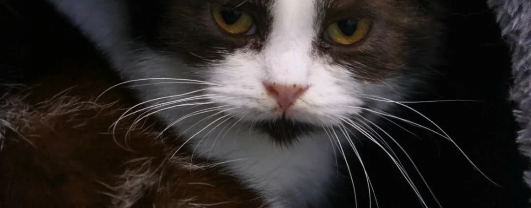 Olive *Vermittelt*, schwarz female young Mixed Breed for adoption at Tierheim Peine, Peine