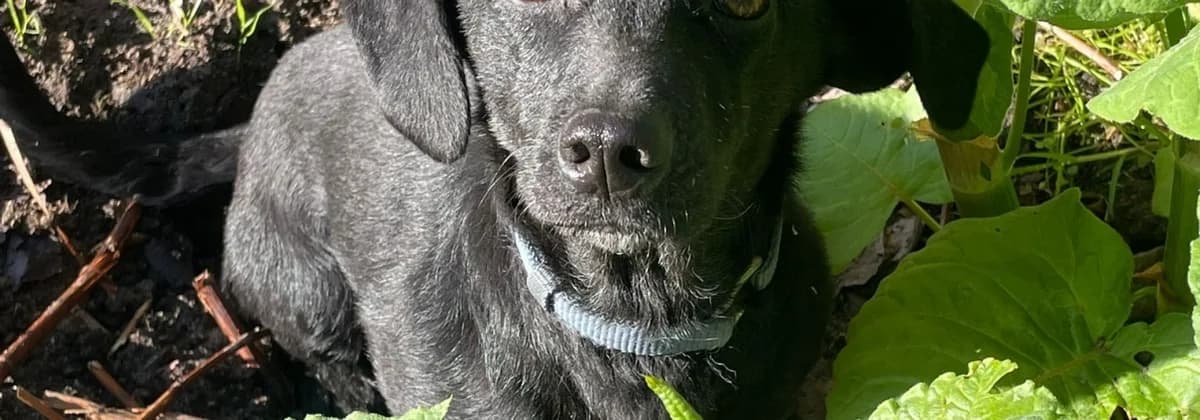 PATI, female 3yo Mixed Breed for adoption at Tierheim Peine, Peine