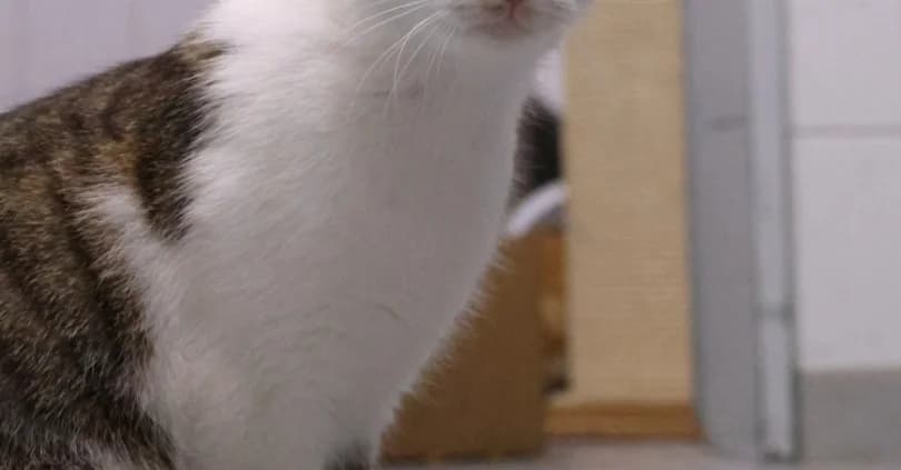 Portulak *Vermittelt*, getigert male young Mixed Breed for adoption at Tierheim Peine, Peine