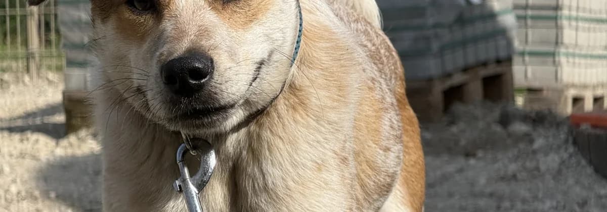 REKS, braun male young Mixed Breed for adoption at Tierheim Peine, Peine