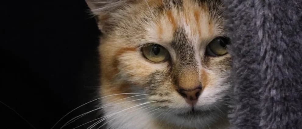 Rhabarber *Vermittelt*, female young Mixed Breed for adoption at Tierheim Peine, Peine