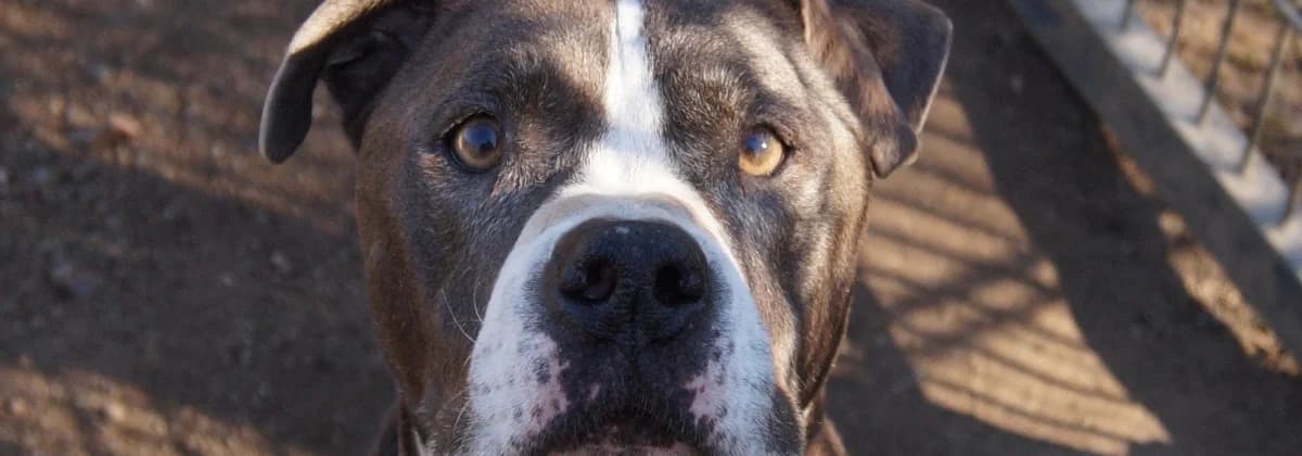 ROLAND, blau male 6yo Mixed Breed for adoption at Tierheim Peine, Peine