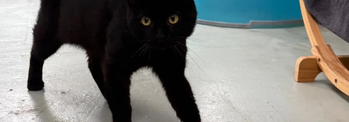 Salem, male puppy Mixed Breed for adoption at Tierheim Peine, Peine