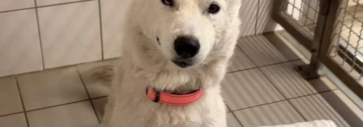 SAMIRA, grau female puppy Mixed Breed for adoption at Tierheim Peine, Peine