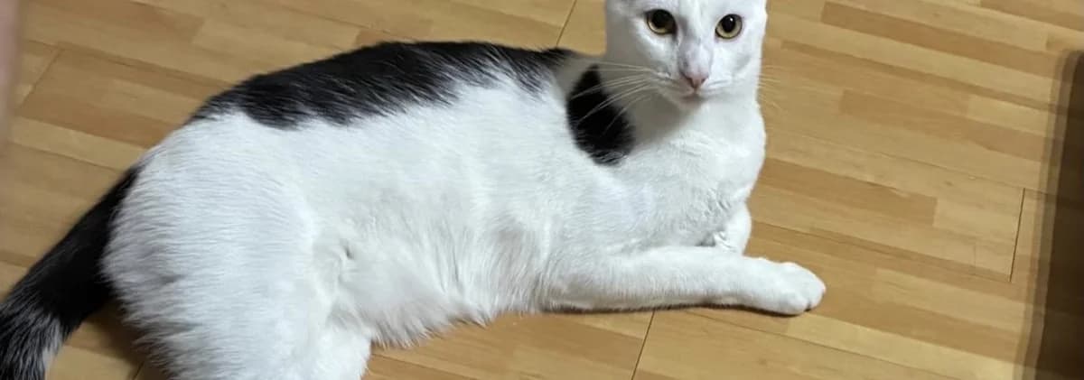 Sammy, male young Mixed Breed for adoption at Tierheim Peine, Peine