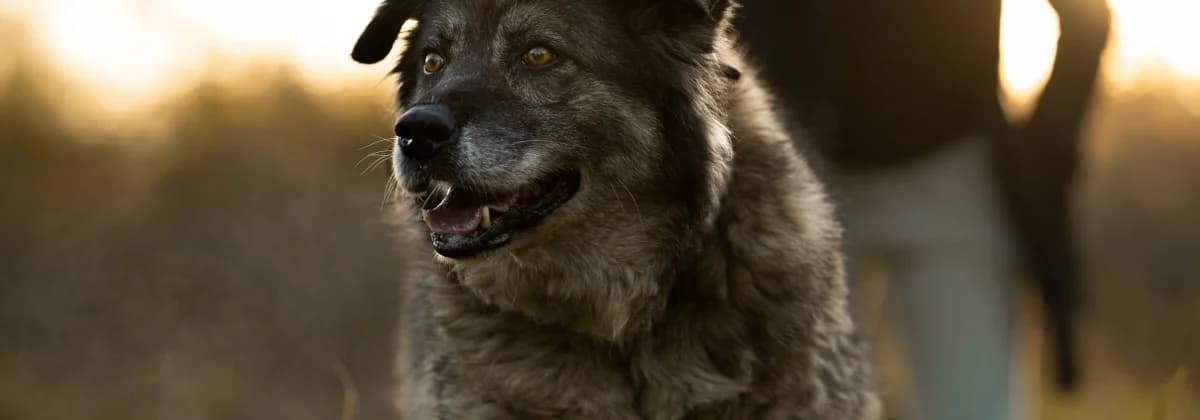 SARAH *Pflegestelle*, beige female senior Mixed Breed for adoption at Tierheim Peine, Peine