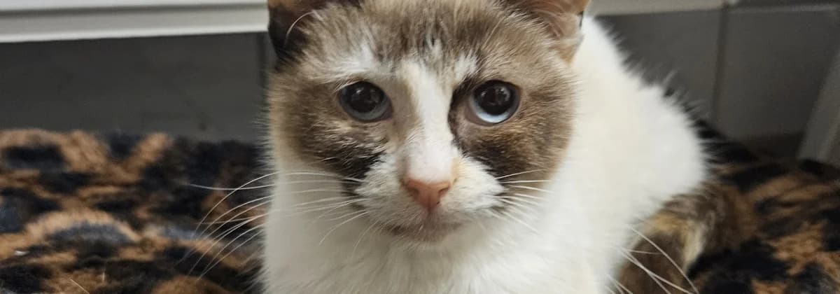 Schalotte *Vermittelt*, braun female young Mixed Breed for adoption at Tierheim Peine, Peine