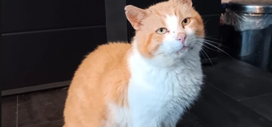 Sir Jacob,  5yo Mixed Breed for adoption at Tierheim Peine, Peine