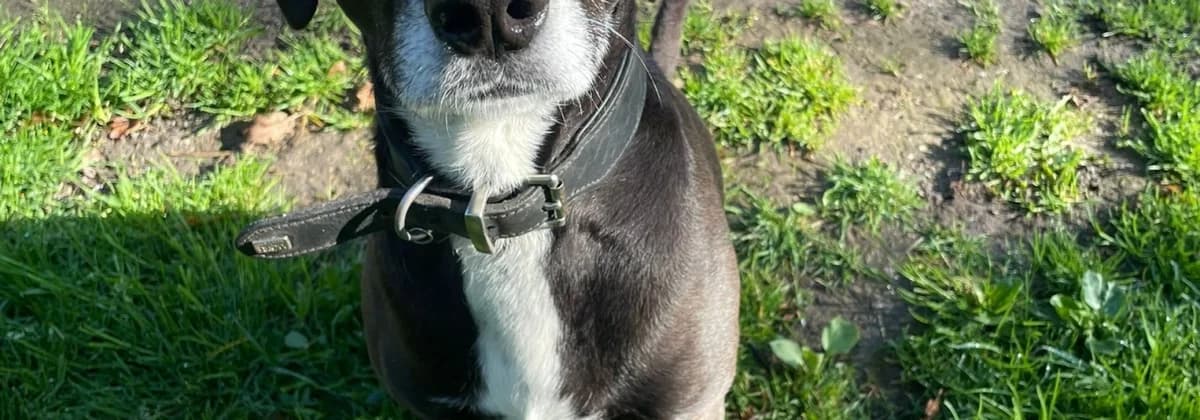 SOJA, schwarz female young Mixed Breed for adoption at Tierheim Peine, Peine