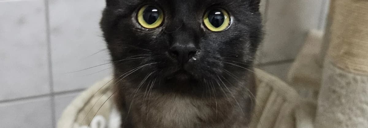 Spider *Vermittelt*, gold male young Mixed Breed for adoption at Tierheim Peine, Peine