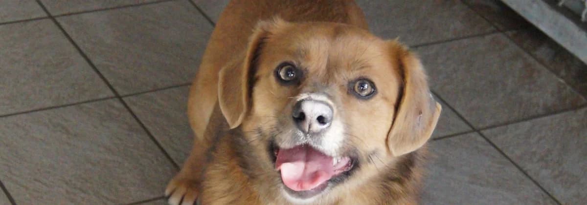 TAMINA, braun female 4yo Mixed Breed for adoption at Tierheim Peine, Peine