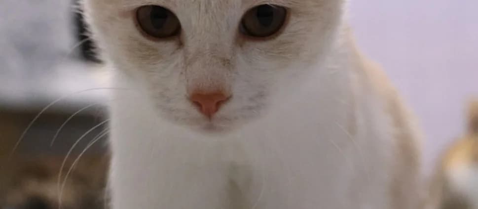 Taro *Vermittelt*, female young Mixed Breed for adoption at Tierheim Peine, Peine