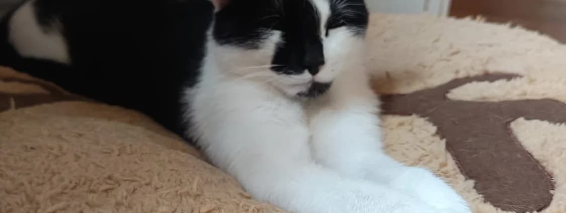 Tilly, female young Mixed Breed for adoption at Tierheim Peine, Peine