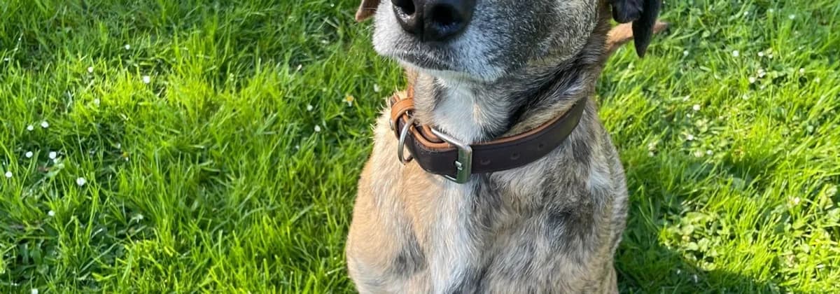 TOFU, grau female 3yo Mixed Breed for adoption at Tierheim Peine, Peine