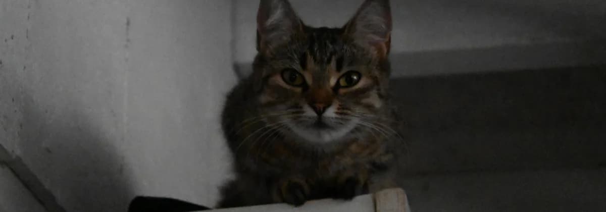 Veronica, female young Mixed Breed for adoption at Tierheim Peine, Peine