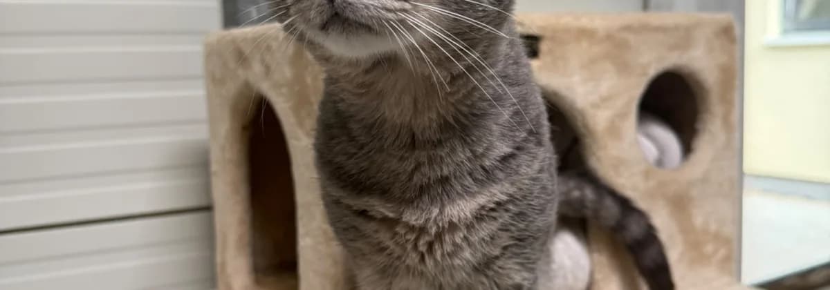 Viktor, male 4yo Mixed Breed for adoption at Tierheim Peine, Peine