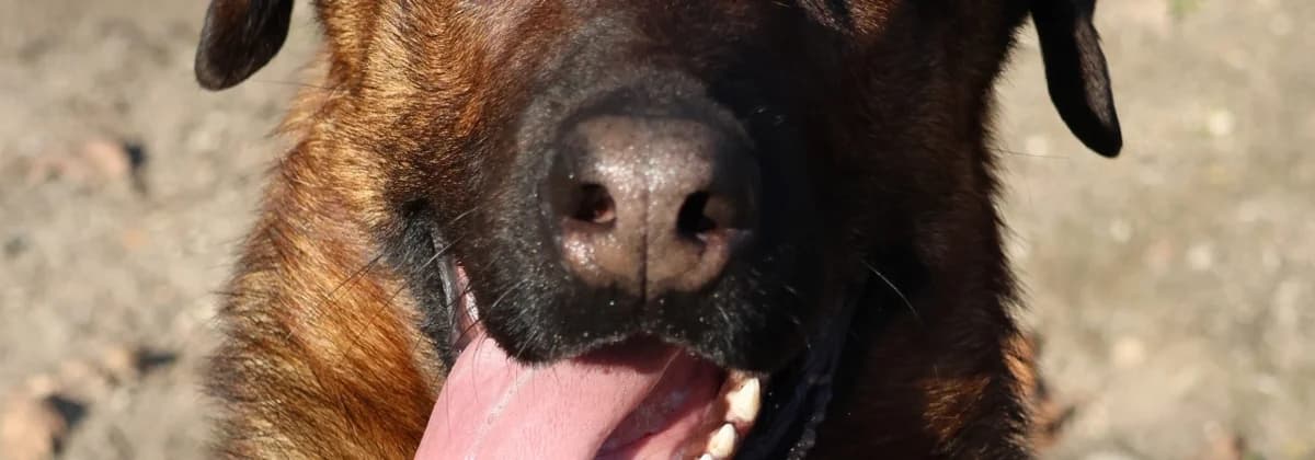 VINCENT *Vermittelt*, male 4yo Mixed Breed for adoption at Tierheim Peine, Peine