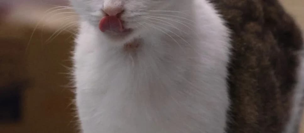 Wasabi *Vermittelt*, getigert female young Mixed Breed for adoption at Tierheim Peine, Peine