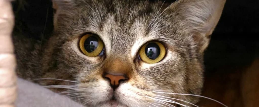 Zwiebel *Vermittelt*, female young Mixed Breed for adoption at Tierheim Peine, Peine