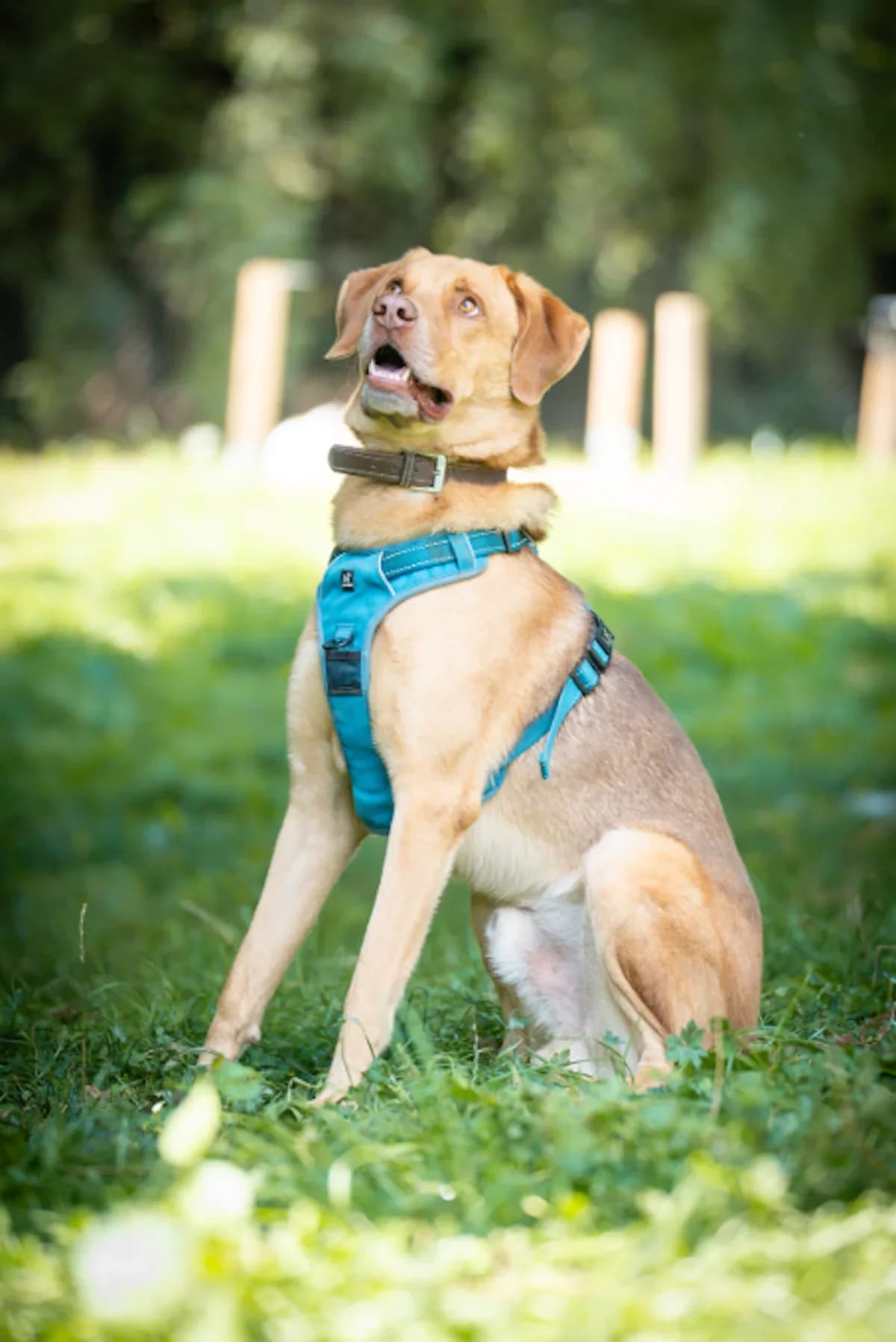Karl, male Staffordshire Bull Terrier for adoption at Tierheim Pforzheim, Pforzheim