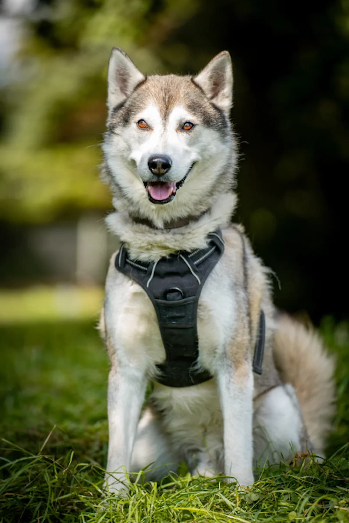 Karl, male young Staffordshire Bull Terrier for adoption at Tierheim Pforzheim, Pforzheim