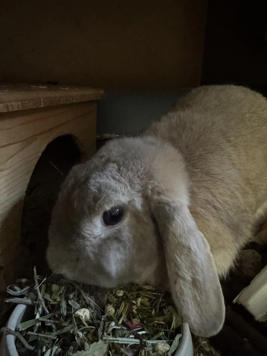Hazel,  Mixed Breed for adoption at Tierheim Pforzheim, Pforzheim
